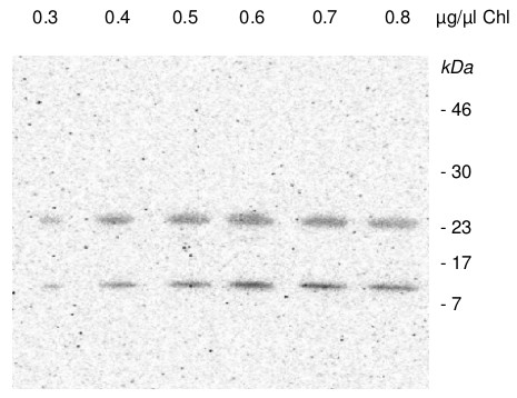 western blot using anti-PSA2 antibodies